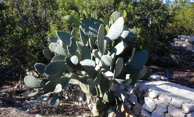 DSCN0077